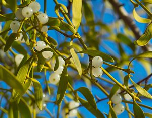 Viscum album (Viscaceae)  - Gui blanc, Gui des feuillus, Gui, Bois de la Sainte-Croix - Mistletoe Oise [France] 03/02/2007 - 110m