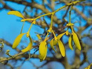 Viscum album (Viscaceae)  - Gui blanc, Gui des feuillus, Gui, Bois de la Sainte-Croix - Mistletoe Oise [France] 03/02/2007 - 110m