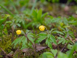 Anemone ranunculoides (Ranunculaceae)  - Anémone fausse renoncule - Yellow Anemone Ardennes [France] 24/03/2007 - 200m