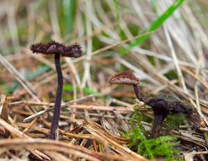 Auriscalpium vulgare (Auriscalpiaceae)  - Hydne cure-oreille - Earpick Fungus Pas-de-Calais [France] 18/03/2007 - 70m