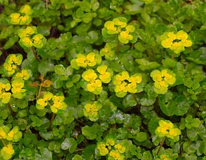 Chrysosplenium alternifolium (Saxifragaceae)  - Dorine à feuilles alternes, Cresson de rocher, Cresson doré, Hépatique dorée - Alternate-leaved Golden-saxifrage Ardennes [France] 24/03/2007 - 200m