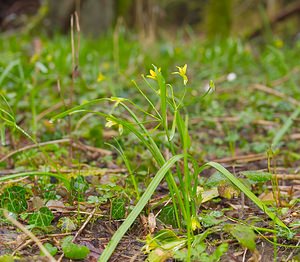 Gagea lutea (Liliaceae)  - Gagée jaune, Gagée des bois, Étoile jaune, Ornithogale jaune - Yellow Star-of-Bethlehem  [France] 24/03/2007 - 220m