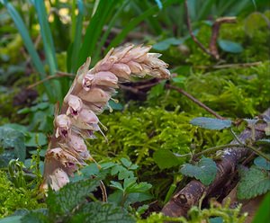 Lathraea squamaria (Orobanchaceae)  - Lathrée écailleuse, Clandestine écailleuse - Toothwort  [France] 10/03/2007 - 180m