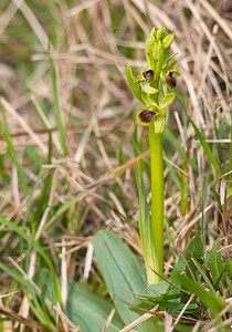 Ophrys araneola sensu auct. plur. (Orchidaceae)  - Ophrys litigieux Pas-de-Calais [France] 31/03/2007 - 170m