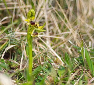 Ophrys araneola sensu auct. plur. (Orchidaceae)  - Ophrys litigieux Pas-de-Calais [France] 31/03/2007 - 170m