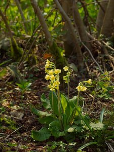 Primula elatior (Primulaceae)  - Primevère élevée, Coucou des bois, Primevère des bois - Oxlip Pas-de-Calais [France] 31/03/2007 - 80m