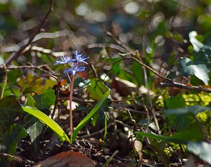 Scilla bifolia (Asparagaceae)  - Scille à deux feuilles, Étoile bleue - Alpine Squill  [France] 10/03/2007 - 230m