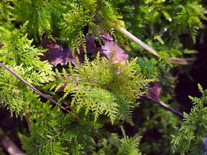 Thuidium tamariscinum (Thuidiaceae)  - Common Tamarisk-moss  [France] 10/03/2007 - 230m