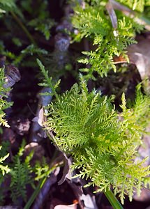 Thuidium tamariscinum (Thuidiaceae)  - Common Tamarisk-moss  [France] 10/03/2007 - 230m
