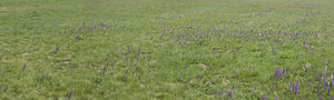 Anacamptis morio (Orchidaceae)  - Anacamptide bouffon, Orchis bouffon Haute-Vienne [France] 17/04/2007 - 280m