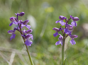 Anacamptis morio (Orchidaceae)  - Anacamptide bouffon, Orchis bouffon Lot [France] 18/04/2007 - 260m