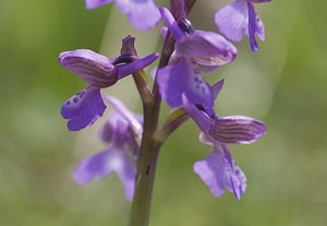 Anacamptis morio (Orchidaceae)  - Anacamptide bouffon, Orchis bouffon Lot [France] 18/04/2007 - 260m