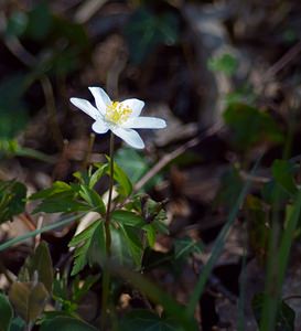 Anemone nemorosa (Ranunculaceae)  - Anémone des bois, Anémone sylvie - Wood Anemone Marne [France] 08/04/2007 - 110m