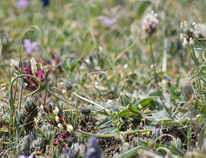 Anthyllis vulneraria subsp. rubriflora (Fabaceae)  - Anthyllide à fleurs rouges, Anthyllide hâtive, Anthyllis à fleurs rouges Aude [France] 25/04/2007 - 780m