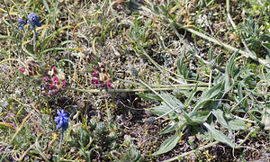 Anthyllis vulneraria subsp. rubriflora (Fabaceae)  - Anthyllide à fleurs rouges, Anthyllide hâtive, Anthyllis à fleurs rouges Aude [France] 25/04/2007 - 780m