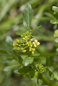 Barbarea vulgaris (Brassicaceae)  - Barbarée commune, Herbe de Sainte-Barbe - Winter-cress Aude [France] 23/04/2007 - 380m