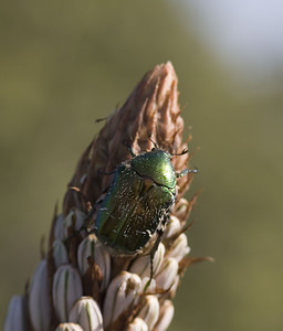 Cetonia aurata (Scarabaeidae)  - Cétoine dorée, Hanneton des roses - Rose Chafer Aude [France] 24/04/2007 - 290m