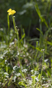 Crepis sancta (Asteraceae)  - Crépide sacrée, Crépis sacré Aude [France] 23/04/2007 - 380m