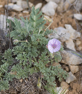 Erodium foetidum (Geraniaceae)  - Érodium fétide, Bec-de-grue fétide, Bec-de-grue des pierriers - Rock Stork's-bill Aude [France] 22/04/2007 - 10m