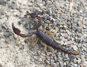 Euscorpius flavicaudis (Euscorpiidae)  - European Yellow-tailed Scorpion Aude [France] 22/04/2007 - 10m