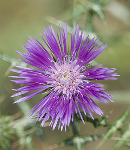 Galactites tomentosus (Asteraceae)  - Galactitès tomenteux, Galactitès élégant, Centaurée galactitès, Centaurée tomenteuse Aude [France] 20/04/2007 - 30m