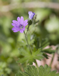 Geranium molle (Geraniaceae)  - Géranium mou, Géranium à feuilles molles - Dove's-foot Crane's-bill Aude [France] 23/04/2007 - 380m