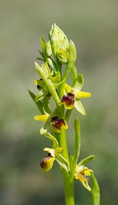 Ophrys araneola sensu auct. plur. (Orchidaceae)  - Ophrys litigieux Marne [France] 08/04/2007 - 180m