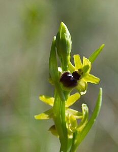 Ophrys araneola sensu auct. plur. (Orchidaceae)  - Ophrys litigieux Marne [France] 08/04/2007 - 180m