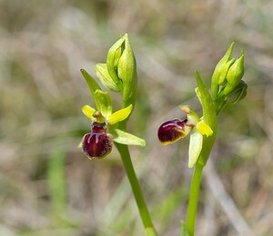 Ophrys araneola sensu auct. plur. (Orchidaceae)  - Ophrys litigieux Aisne [France] 08/04/2007 - 170m