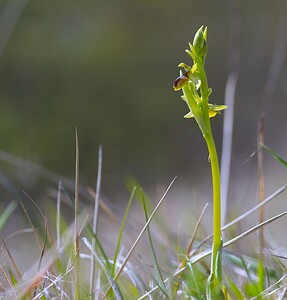 Ophrys araneola sensu auct. plur. (Orchidaceae)  - Ophrys litigieux Aisne [France] 08/04/2007 - 140m