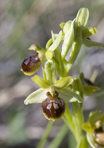 Ophrys araneola sensu auct. plur. (Orchidaceae)  - Ophrys litigieux Aude [France] 24/04/2007 - 300m