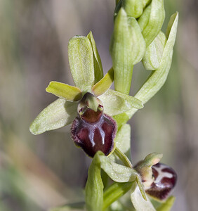 Ophrys araneola sensu auct. plur. (Orchidaceae)  - Ophrys litigieux Aude [France] 24/04/2007 - 300m