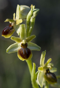 Ophrys aranifera (Orchidaceae)  - Ophrys araignée, Oiseau-coquet - Early Spider-orchid Aude [France] 23/04/2007 - 150m