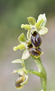 Ophrys aranifera (Orchidaceae)  - Ophrys araignée, Oiseau-coquet - Early Spider-orchid Aveyron [France] 29/04/2007 - 640m