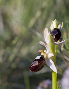 Ophrys catalaunica (Orchidaceae)  - Ophrys de Catalogne Aude [France] 23/04/2007 - 150m