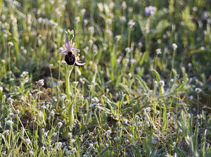 Ophrys catalaunica (Orchidaceae)  - Ophrys de Catalogne Aude [France] 23/04/2007 - 150m