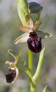 Ophrys incubacea (Orchidaceae)  - Ophrys noir, Ophrys de petite taille, Ophrys noirâtre Aude [France] 23/04/2007 - 150m