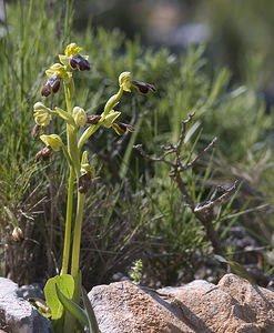 Ophrys marmorata (Orchidaceae)  - Ophrys marbré Aude [France] 19/04/2007 - 140m