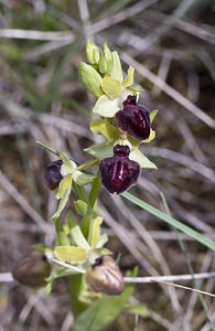 Ophrys passionis (Orchidaceae)  - Ophrys de la Passion Aveyron [France] 28/04/2007 - 800m