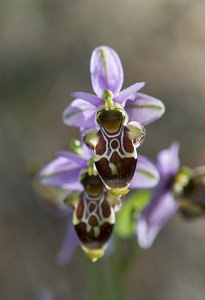 Ophrys scolopax (Orchidaceae)  - Ophrys bécasse Aude [France] 19/04/2007 - 30m