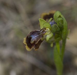 Ophrys x chobautii (Orchidaceae)  - Ophrys de ChobautOphrys lutea x Ophrys speculum. Aude [France] 19/04/2007 - 10m