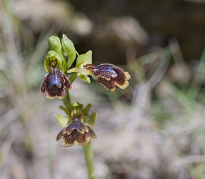 Ophrys x chobautii (Orchidaceae)  - Ophrys de ChobautOphrys lutea x Ophrys speculum. Aude [France] 20/04/2007 - 50m