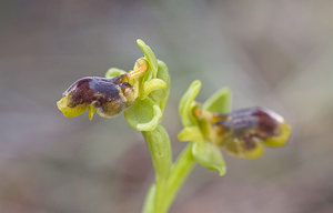 Ophrys x clapensis (Orchidaceae)  - Ophrys de la ClapeOphrys bombyliflora x Ophrys lutea. Aude [France] 19/04/2007 - 10m