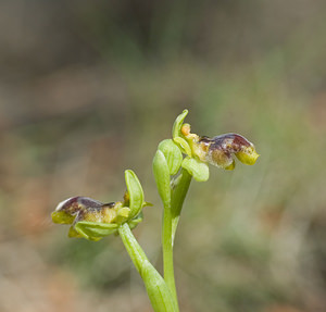 Ophrys x clapensis (Orchidaceae)  - Ophrys de la ClapeOphrys bombyliflora x Ophrys lutea. Aude [France] 19/04/2007 - 10m