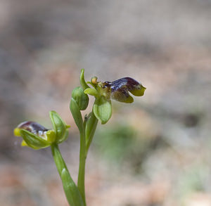 Ophrys x clapensis (Orchidaceae)  - Ophrys de la ClapeOphrys bombyliflora x Ophrys lutea. Aude [France] 20/04/2007 - 50m