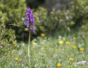 Orchis mascula (Orchidaceae)  - Orchis mâle - Early-purple Orchid Aude [France] 25/04/2007 - 300m