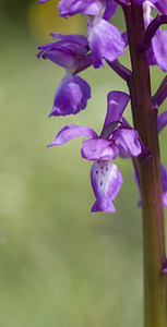 Orchis mascula (Orchidaceae)  - Orchis mâle - Early-purple Orchid Aude [France] 25/04/2007 - 300m