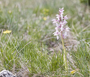 Orchis mascula (Orchidaceae)  - Orchis mâle - Early-purple Orchid Aveyron [France] 28/04/2007 - 830m