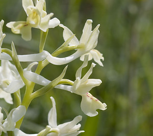 Orchis provincialis