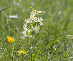 Orchis provincialis (Orchidaceae)  - Orchis de Provence Aude [France] 25/04/2007 - 760m